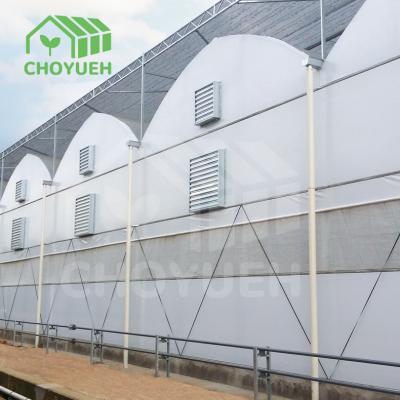 China Double Layer PE Film Multi Span Film Greenhouse With Hydroponic System for sale