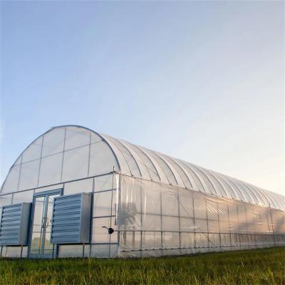 China Polytunnel Plastic Film Greenhouse For Growing Strawberry Vegetables Flowers Fruits for sale