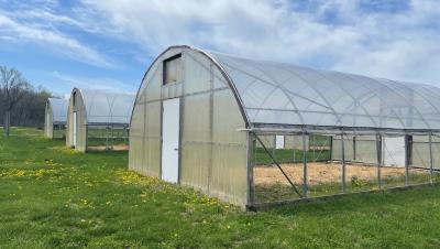 China Single Span PE Film Tunnel Greenhouse With Galvanized Steel Frame for sale