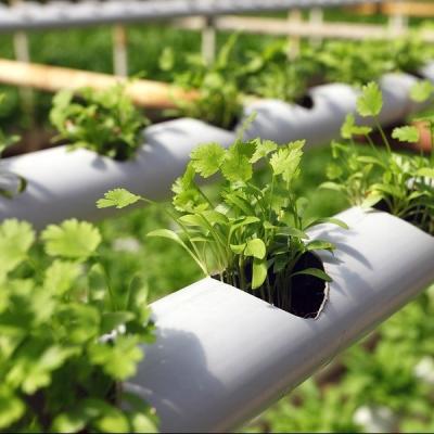China pH Control Vertical Hydroponic Growing System for Indoor Crop Production for sale