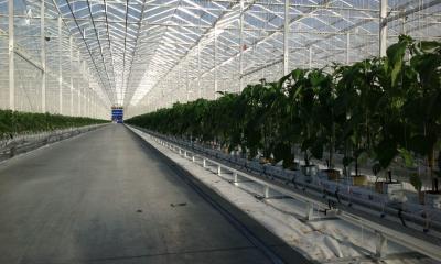 China Rectangular Glass Greenhouse Transparent with UV-Protection Water-Resistance Low Maintenance Wind Resistant à venda