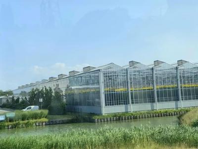 China Invernadero con marco de vidrio transparente resistente / invernadero protegido con vidrio para un crecimiento óptimo de las plantas en venta