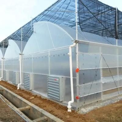 China Sawtooth Roof Multi Span Plastic Film Greenhouse Width 6m 8m 9m for sale