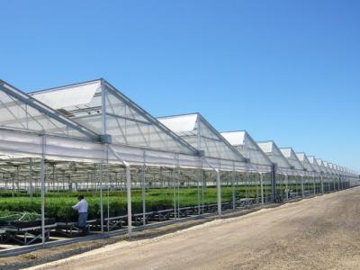 China Transparent UV Resistant Plastic Film Greenhouse with Anti Fog Aluminum Zinc Plating Pipes zu verkaufen