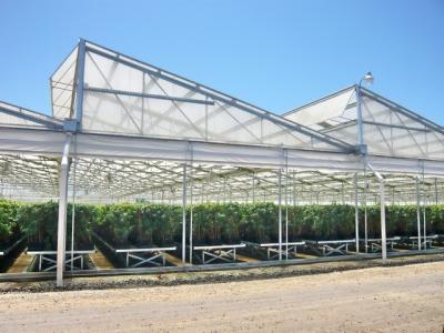 China PO/PEP/HDPE Plastic Film Sawtooth Plastic Tunnel Greenhouse for sale