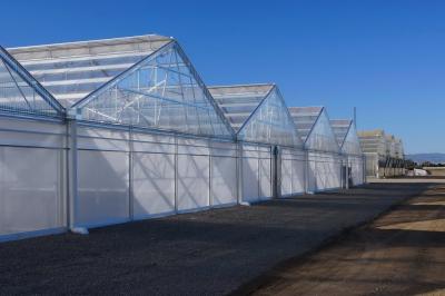 China Tropical Area Vegetable Plastic Film Greenhouse For Hydroponic Growing for sale