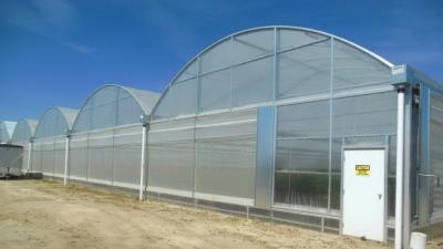 China Hot Dipped Galvanized Steel Multi Tunnel Greenhouse Plastic Tomato Greenhouse OEM ODM for sale