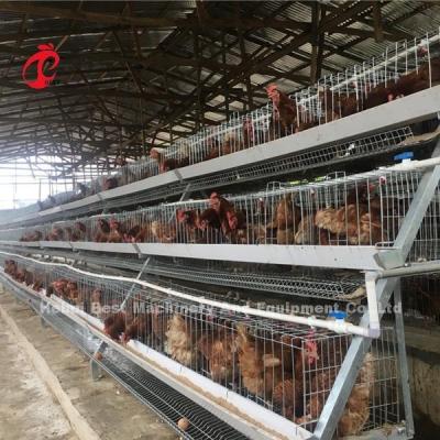 China A Or H Type Layer Battery Cage System For 1000 To 20000 Birds Poultry Farm Iris for sale