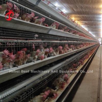 China 96 Birds Poultry Battery Cage System Broiler Automatic Egg Hens A Type Rose en venta