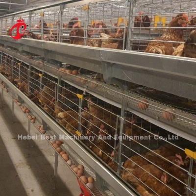 Chine Automatic Layer Egg Collection A Type Chicken Cage For Poultry Farm Rose à vendre