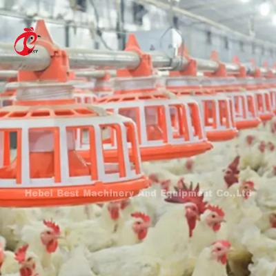 China Broiler Poultry Farming 45 Chicken Feeding Line Drinking Line Automatic Equipment Rose for sale