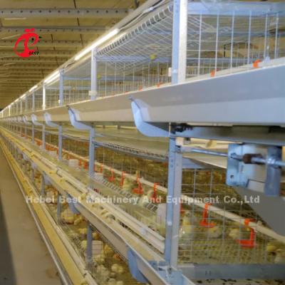 China Poultry Farm Automatic Baby Broiler Battery Cage System Rose en venta