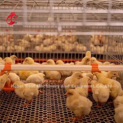 China Mecanografíe jaulas 3 de un pollo de las gradas que la inmersión caliente galvanizó 10000 pájaros Ada en venta