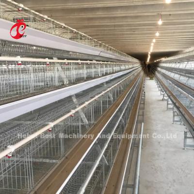 China Automatic Hdg Battery System Of Poultry Farming With Nipple Drinker Rose for sale