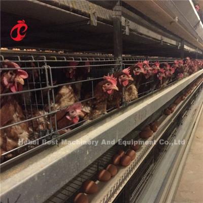 Chine Éleveur de couche d'aviculture d'installation de batterie de 4 rangées et ADA automatiques de grilleur à vendre