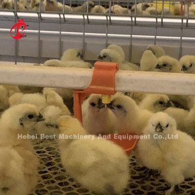China Polluelos viejos prácticos del cultivador de la capa de 380Volt Chick Brooder Cage For Day en iris de la granja de África en venta