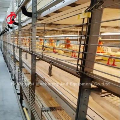 China BEST Galvanized Automatic H Type Chicken Farm Broiler Cage System Adela for sale