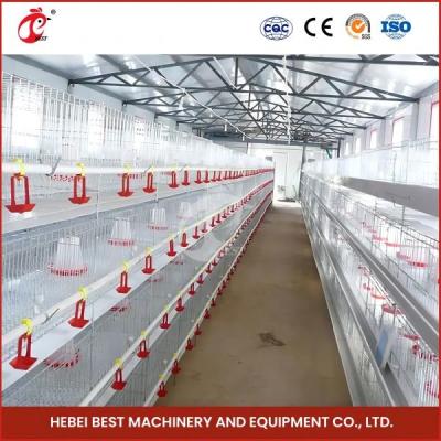 Chine Hot Galvanized Automatic Pullet Baby Chick Brooder Cage 192 Birds 1.2m Length Mia à vendre