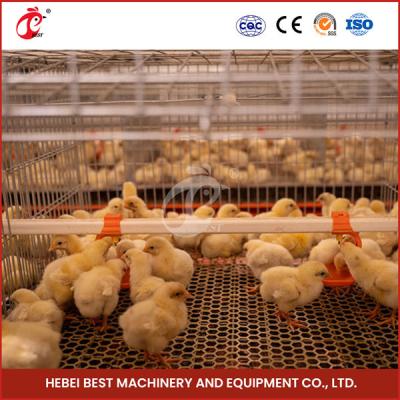 Chine Poultry Farm Automatic Pullet Chick Brooder Cage For Day Old Layer Chicken Ada à vendre
