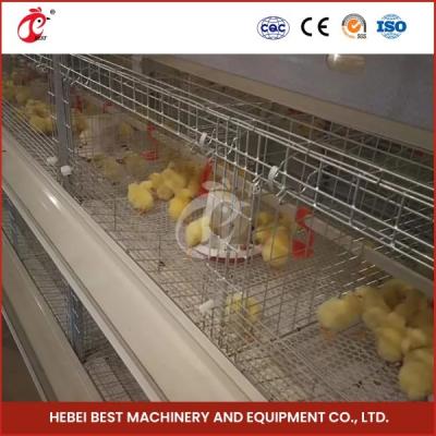 China Q235 Steel Poultry Farming Equipment H Type Automatic Pullet Brooding Cage Mia for sale