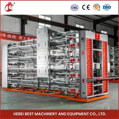 China 220v / sistema automático del equipo de la jaula del pollo 380v para el Ada de la granja avícola en venta