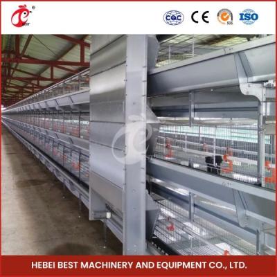 China Silver Automatic Hdg Poultry Housing System For Chicken Breeding Mia en venta