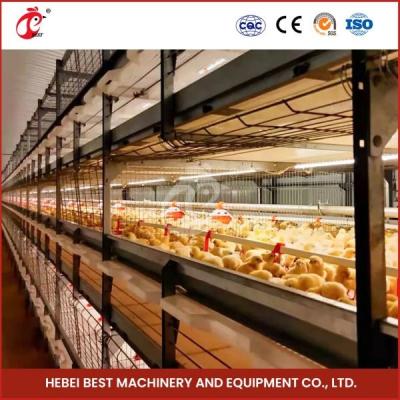 China 96-128 Chickens Broiler Chicken Cage Fully Automatic Mia for sale