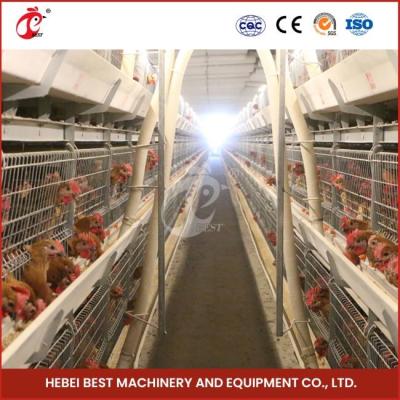 China 12 Cells A Type Broiler Chicken Cage With 3 Tiers Fast Shipping Mia for sale