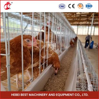 China Granja de pollos 1000 Aves Sistema de jaula de batería automatizada Pollería 4 celdas para pollos en venta