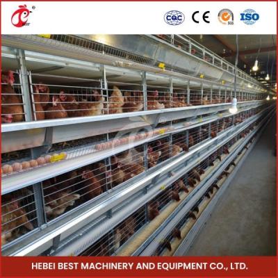 China 4 Cell Birds Chicken Cage System With Conveyor Belt For Chicken Farm Mia en venta