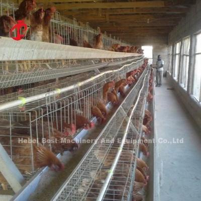 China 2.2m By 2.4m By 1.95m Layer Battery Cage System 4 Tier 160 Capacity Sandy à venda