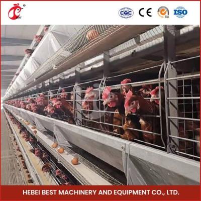 中国 Plastic or Metal Feeder Trough Poultry Farming Cage System for High Rearing Efficiency Mia 販売のため