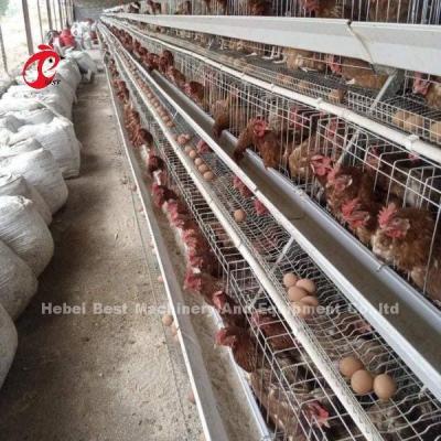 China Automatic Feeding System Poultry Chicken Battery Layer Cage A Type Ada en venta