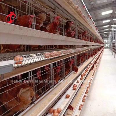 China New Design H Type Automatic Chicken Cage System 96-200 Birds Capacity For Poultry Farming Emily Wang for sale