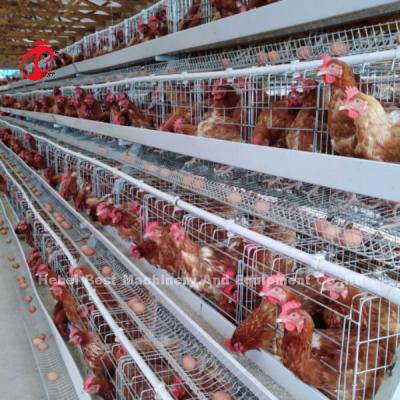 中国 Automatic 120 Birds Poultry Farm Layer Cage Silver Adela 販売のため