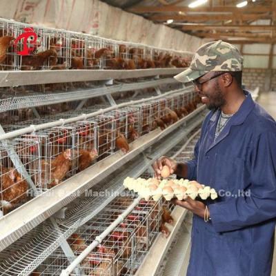 China Mejor un tipo pájaros de la jaula 500 del pollo para la jaula Sandy del pollo de la avicultura de las capas en venta