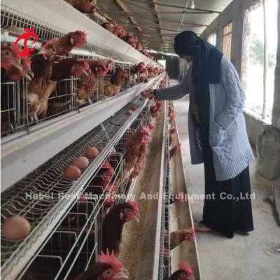 China Automatic Layer Poultry Farm Equipment 4 Tier Chicken Cage Design 2.40m* 2.60m* 2.0m  Rose for sale