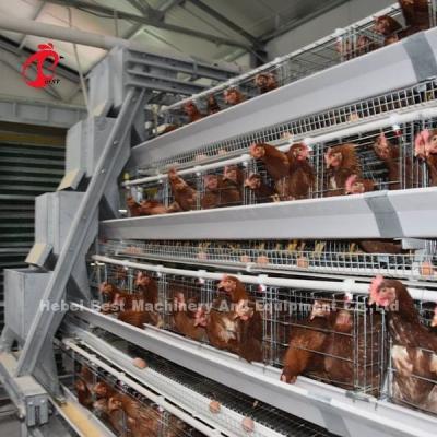 Chine Cage manuelle de volaille de volaille de couche d'oiseaux semi automatiques de la cage 15000 dans l'iris du Nigéria à vendre
