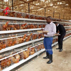 China Most Popular A type Chicken Layer Battery Cage For Sale In Uganda 20000 birds Star for sale