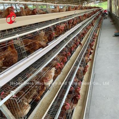 China Cheap Automated Battery Cage System Hot Galvanized 25 Lifespan 450cm2 In Nigeria Emily for sale