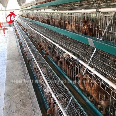 Chine Cage galvanisée électrique de ferme avicole de couche, anti cages de batterie de couche de rouille Emily à vendre