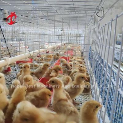 China Q235 Poultry Farming Cage System Baby Chicks Brooder Steel Wire  Emily for sale