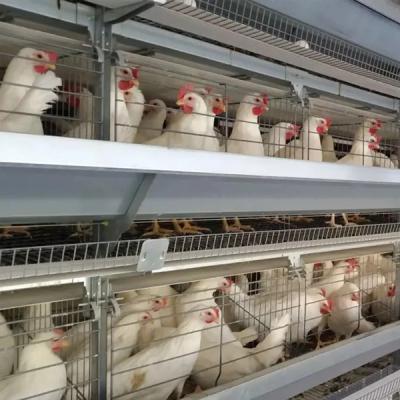 China Poultry Farm Equipment H-Type Battery Chicken Cage System For Broiler Mia for sale