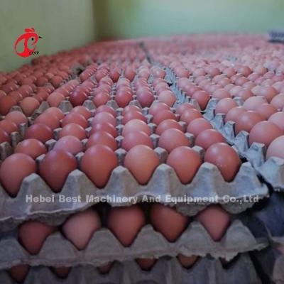 China 432cm2 Poultry Farming Cage System , Steel automatic layer cage system Rose for sale
