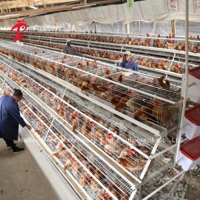 China Tipo gaiola da bateria do ISO da criação de animais, gaiola da galinha de 3 séries para a íris da exploração avícola à venda