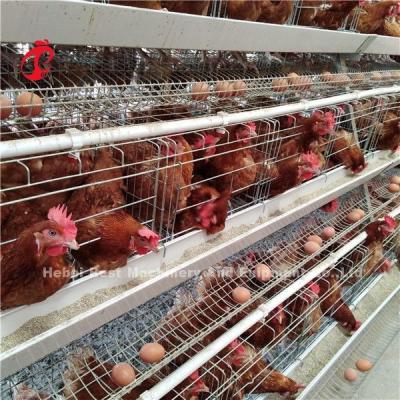 China Save Area Poultry Farming Cage System , 3 Tiers Commercial Chicken Cages Ada for sale