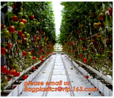 China Film Covering Tomato Planting Greenhouse,Tomato Greenhouse film, Plastic Polyethylene sheet 6 mil 4 year UV Resistant cr for sale