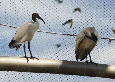 Китай Безопасность для прогулок птицехранилище проволока гибкая зоопарковая сетка рельс 30x30 мм продается