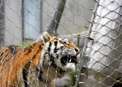 China AISI316 Zacht dierentuin Animal Enclosure, Ferruled / Knotted Wire Mesh hek voor dieren Te koop