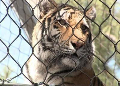 China Inox Kotted Zoo Animal Enclosure Flexible Net Customized Size voor tijger Te koop
